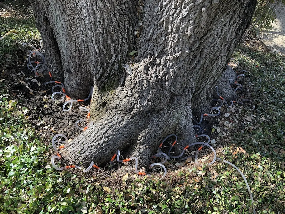 Detailed Tree Cabling and Bracing job site in Peachtree Corners