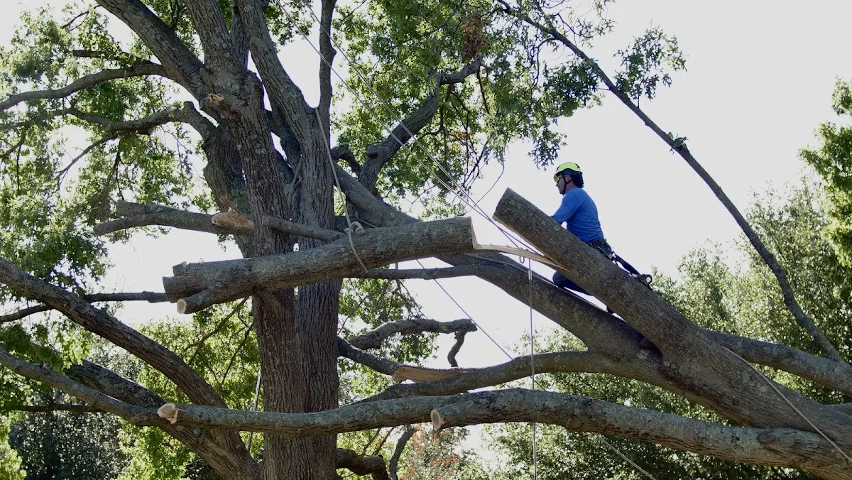 Professional Crown Thinning performed by certified arborists in Peachtree Corners